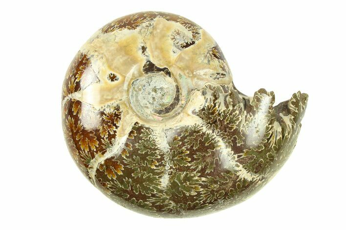 Polished, Sutured Ammonite (Argonauticeras) Fossil - Madagascar #287596